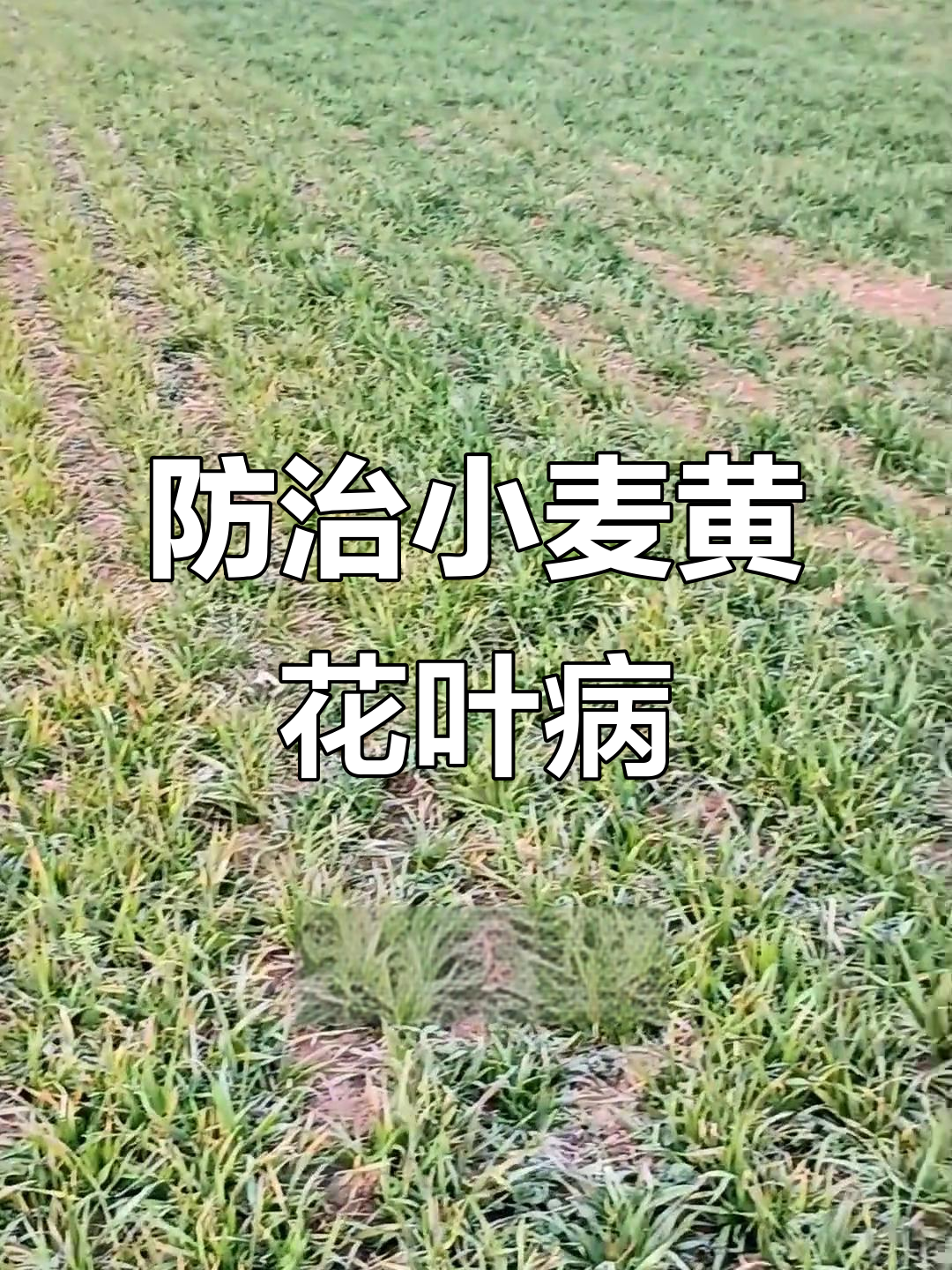 小麦黄花叶病毒病症状与防治方法