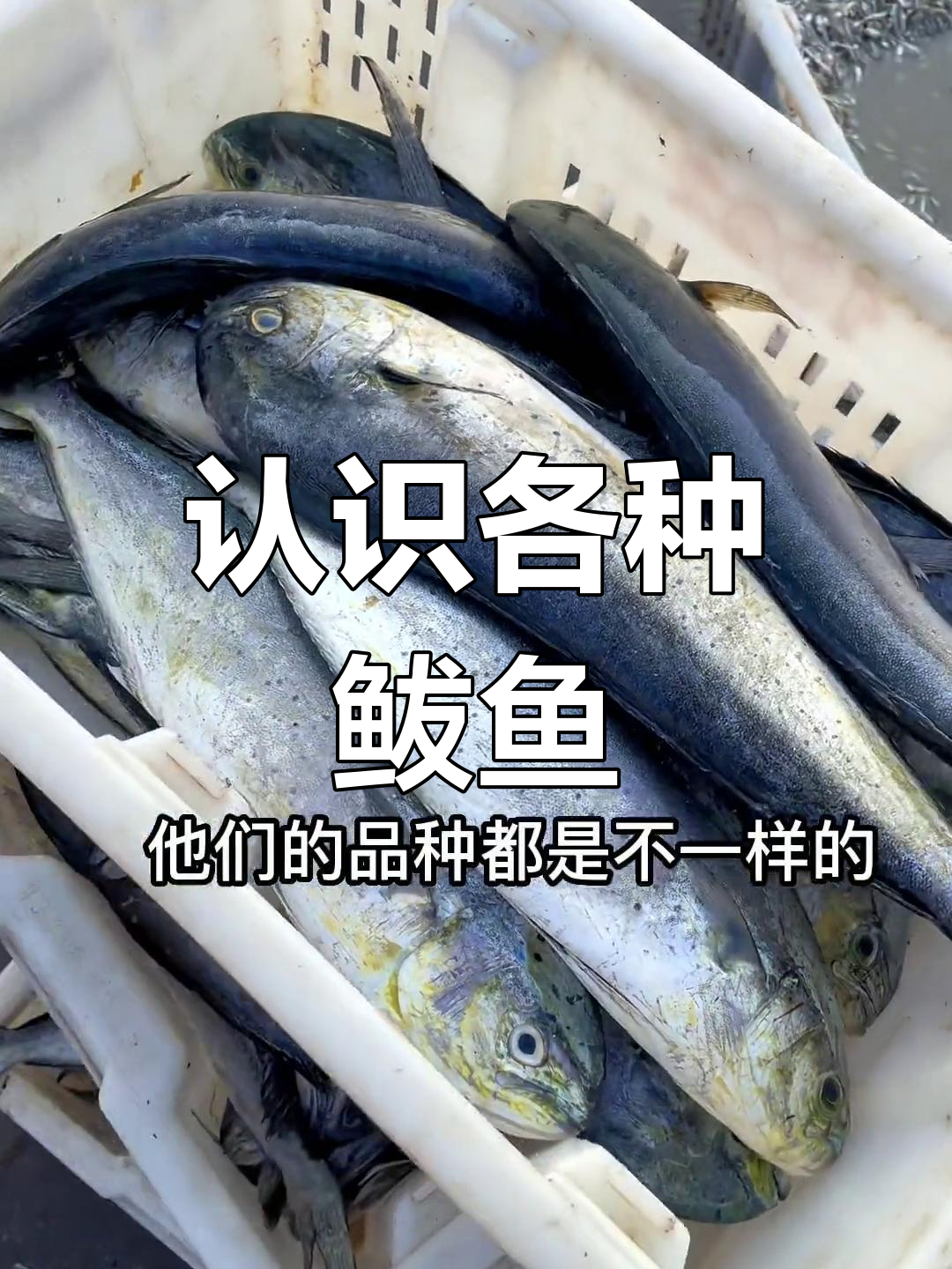 鲅鱼种类大揭秘,做法各不同