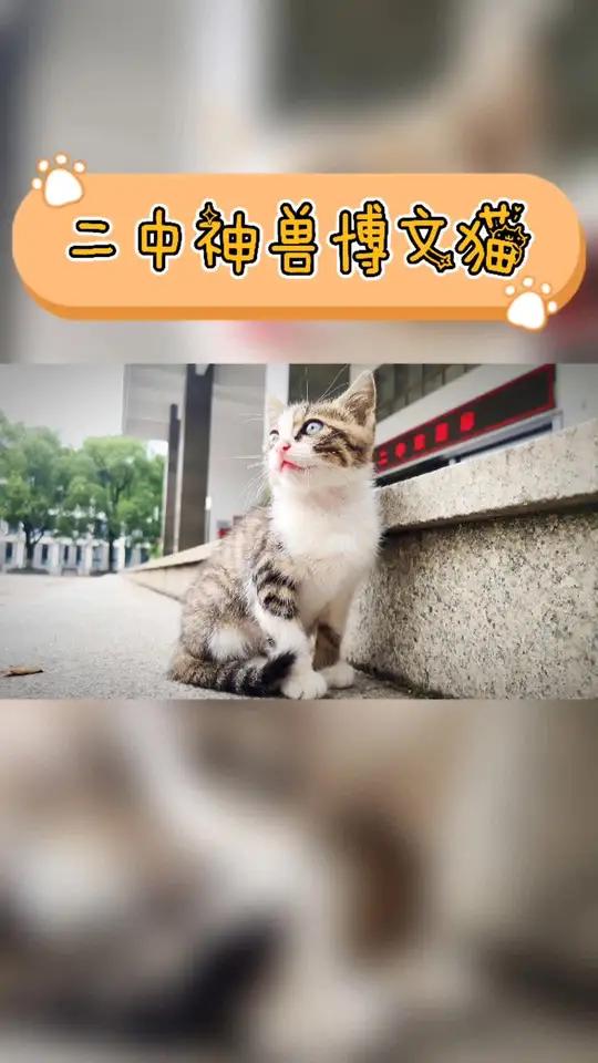 震惊!二中神兽竟然卖萌!校园 萌宠
