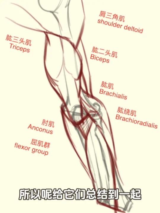 手臂背面肌肉绘制:深入了解骨骼与肌肉关系!