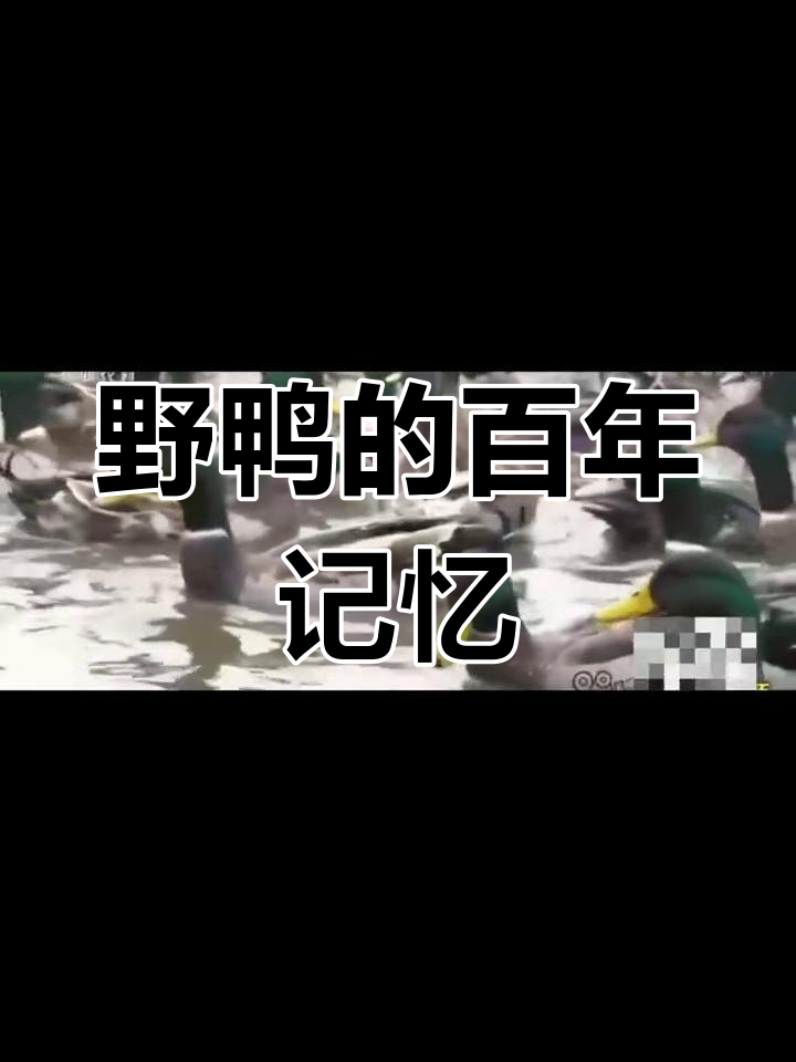 洪湖野鸭,百年传承,见证了无数人的故事与回忆