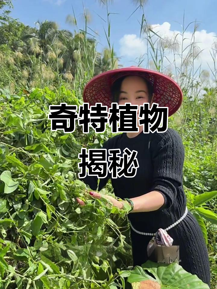 鸡屎藤,香气独特却功效非凡!