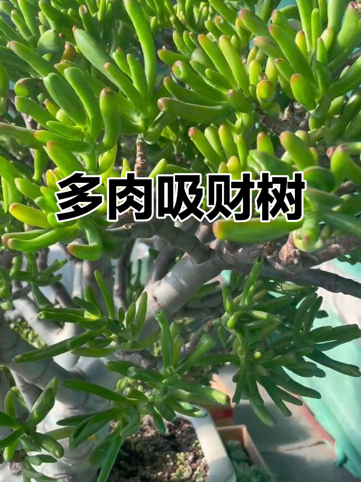 吸财树:奇特的多肉植物,寓意深刻