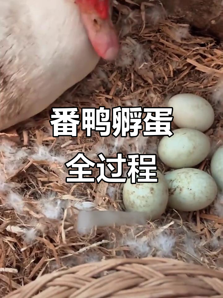 母翻鸭抱窝,草料续窝技巧大揭秘