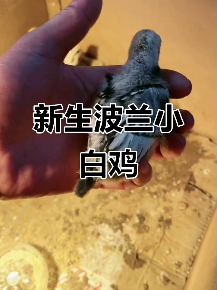 波兰鸡新生命诞生,白色小鸡可爱成长