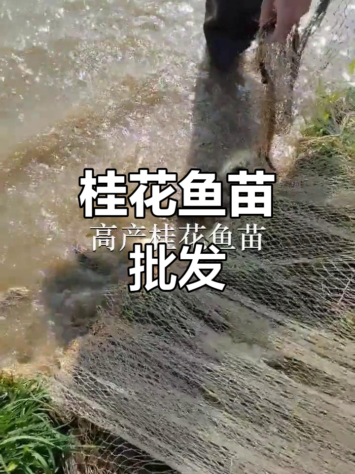 桂花鱼苗批发,佛山、惠州、深圳多地供应