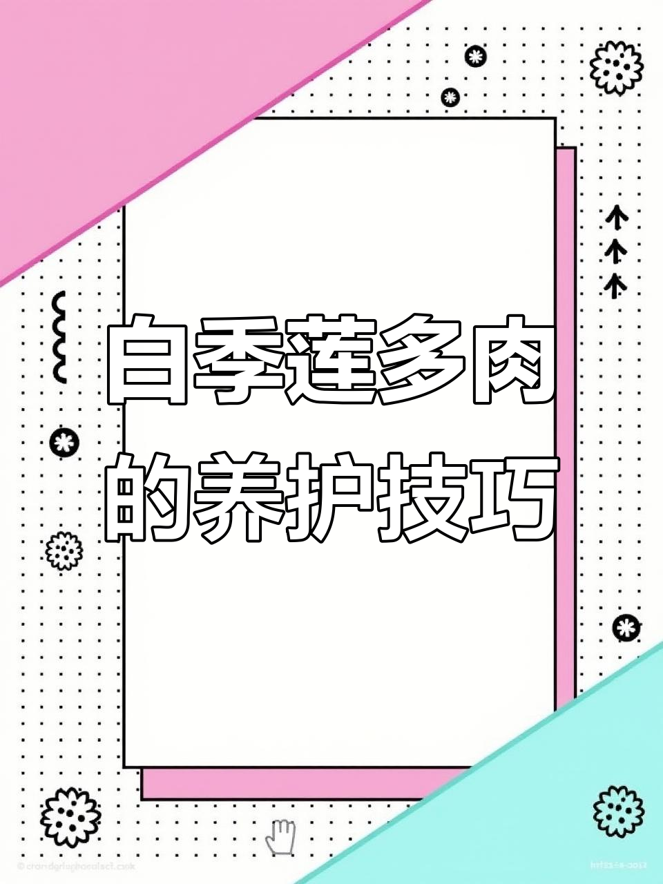 如何养好多肉白季莲？光照、浇水全攻略