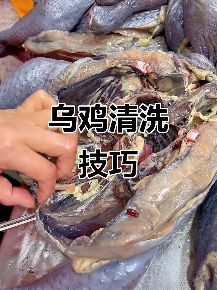 乌鸡清理全流程,教你如何处理淋巴结和皮毛