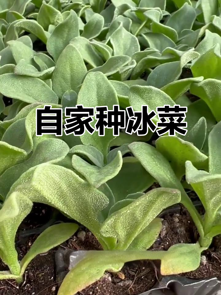 冰菜苗，阳台小院必备！免育苗、速生美味