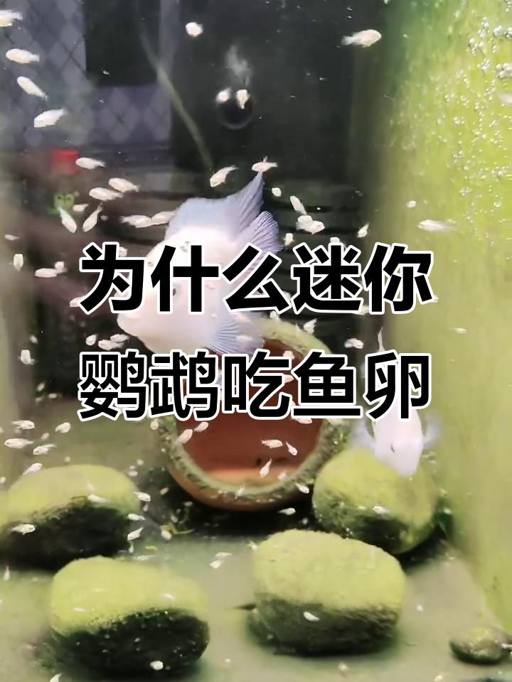 迷你鹦鹉鱼为何吞食自己的卵?这些原因你必须知道