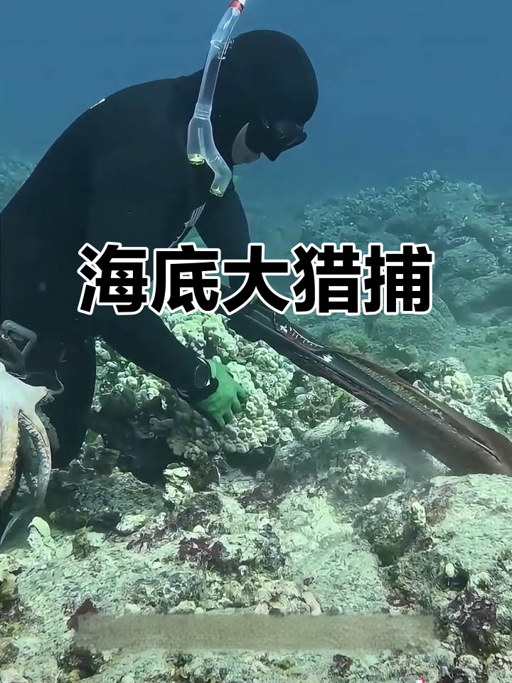 库里潜入深海，用特制工具捕获罕见紫衣章鱼