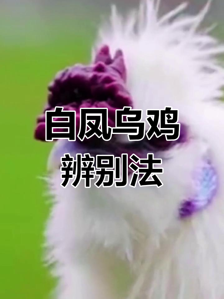 泰和白凤乌鸡,正宗产地武山