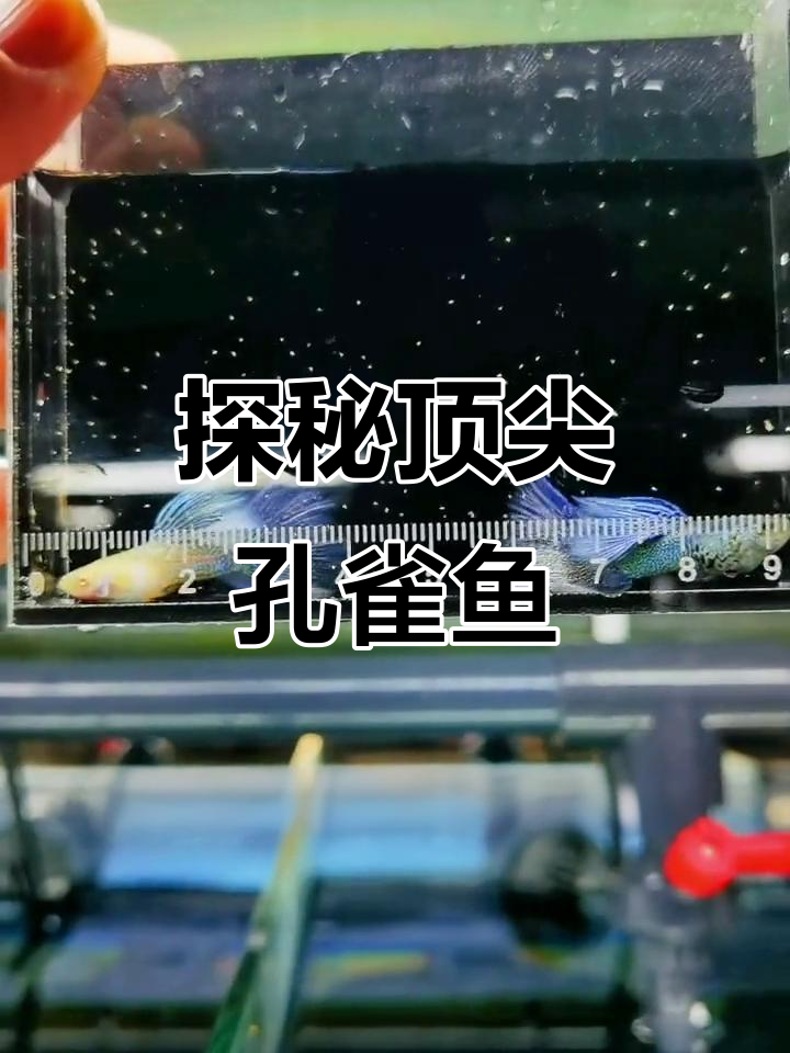 探索国内顶级孔雀鱼,开启寻鱼之路