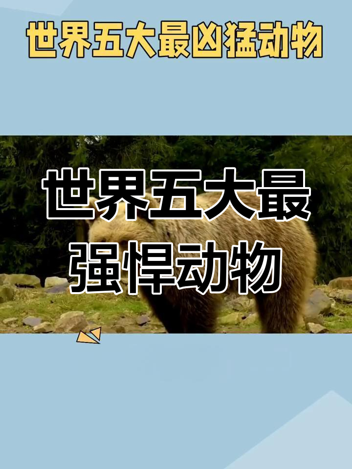 揭秘世界五大最凶猛动物,鲨鱼、鳄鱼榜上有名
