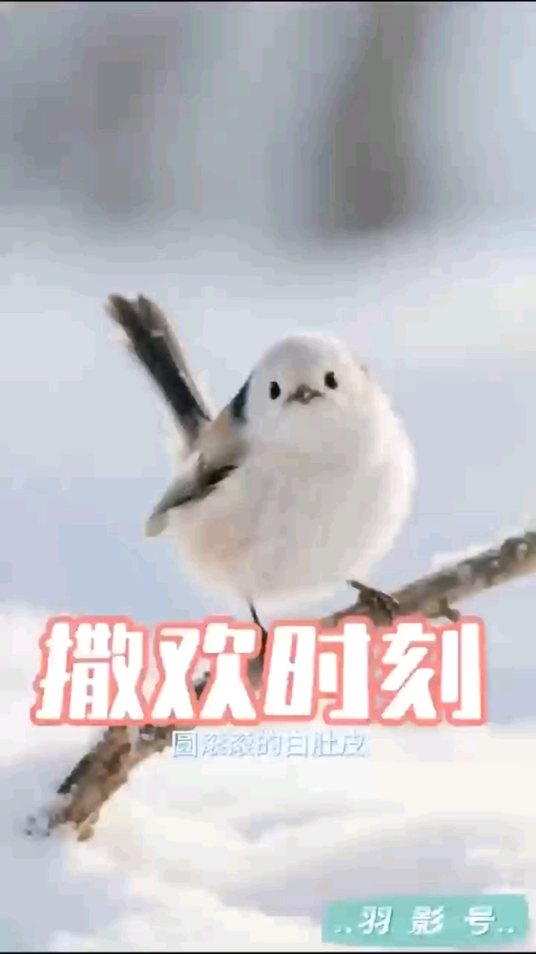 雪地惊现“糯米团子”，北长尾山雀白肚贴枝，似被遗忘的面团