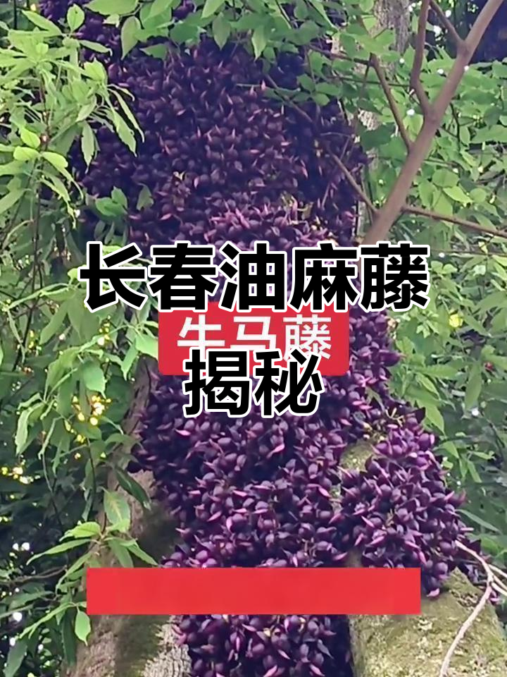 长春油麻藤:香气四溢的牛马藤,种子可榨油的神奇植物