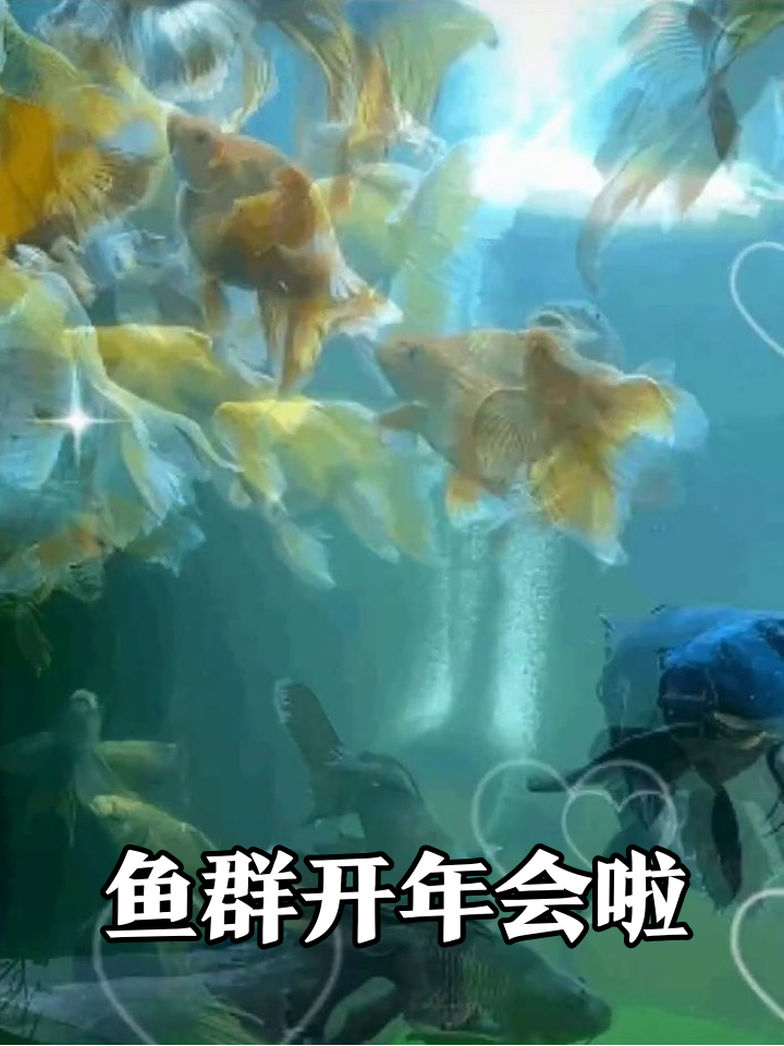 鱼群开年会？黄金鲤鱼C位蹦迪，黑鱼：刚下班没化妆