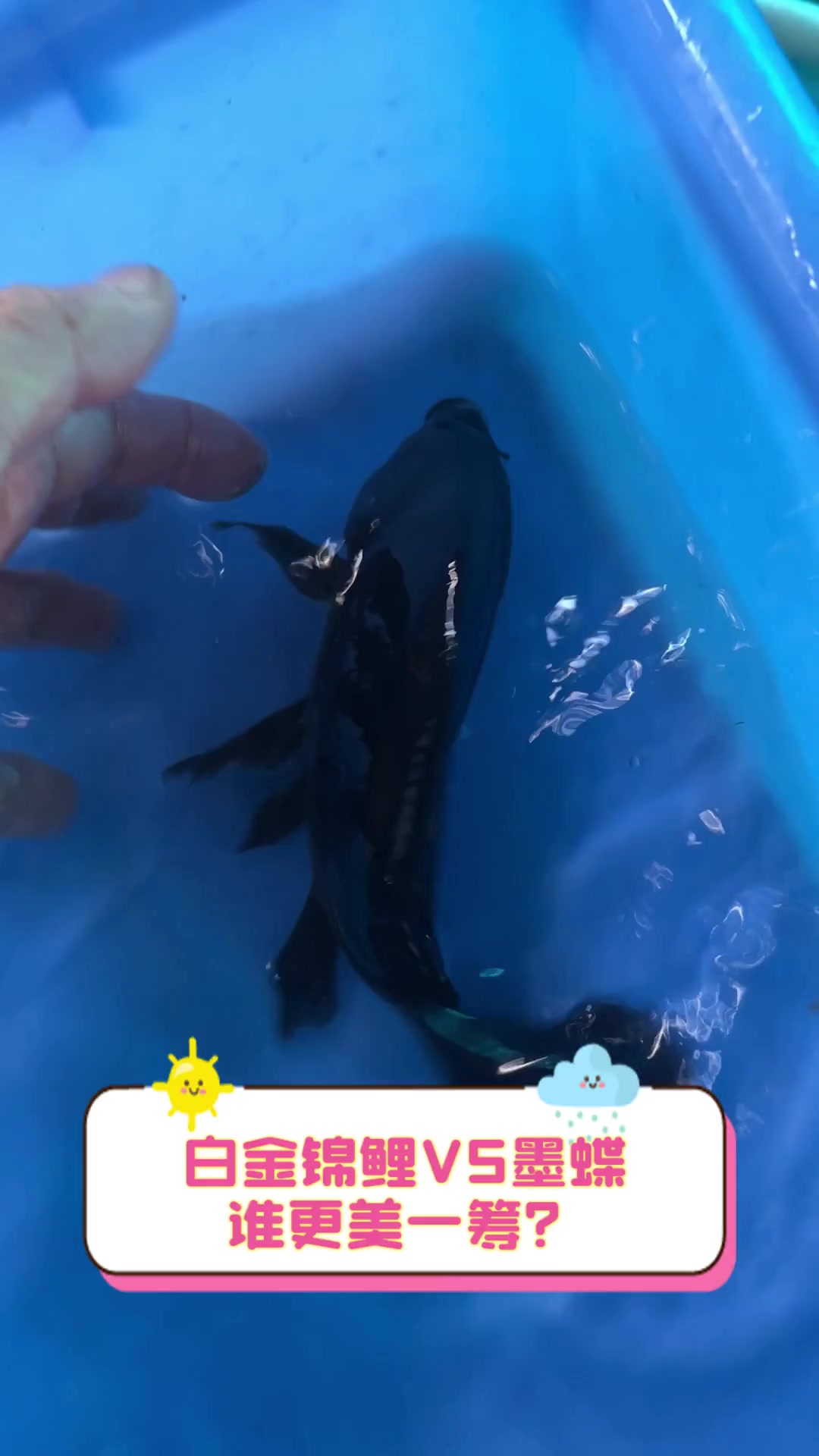 白金锦鲤VS墨蝶,谁更美一筹?