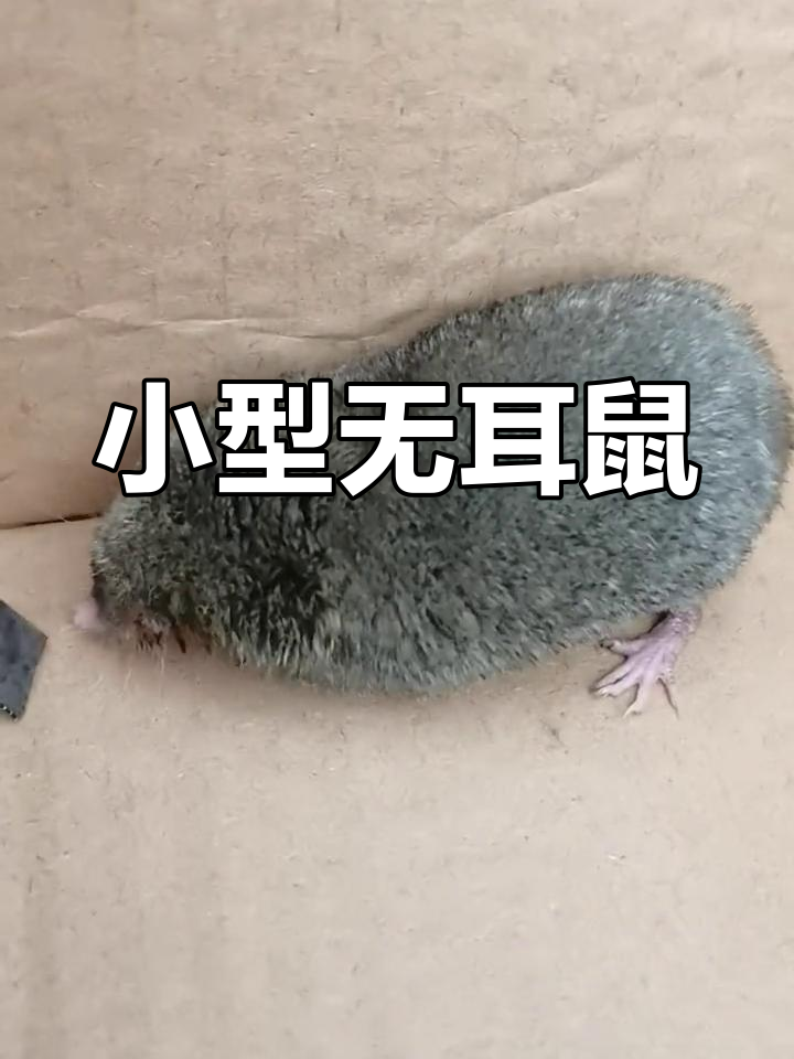 这是什么动物?体型像老鼠,嘴巴有尖尖