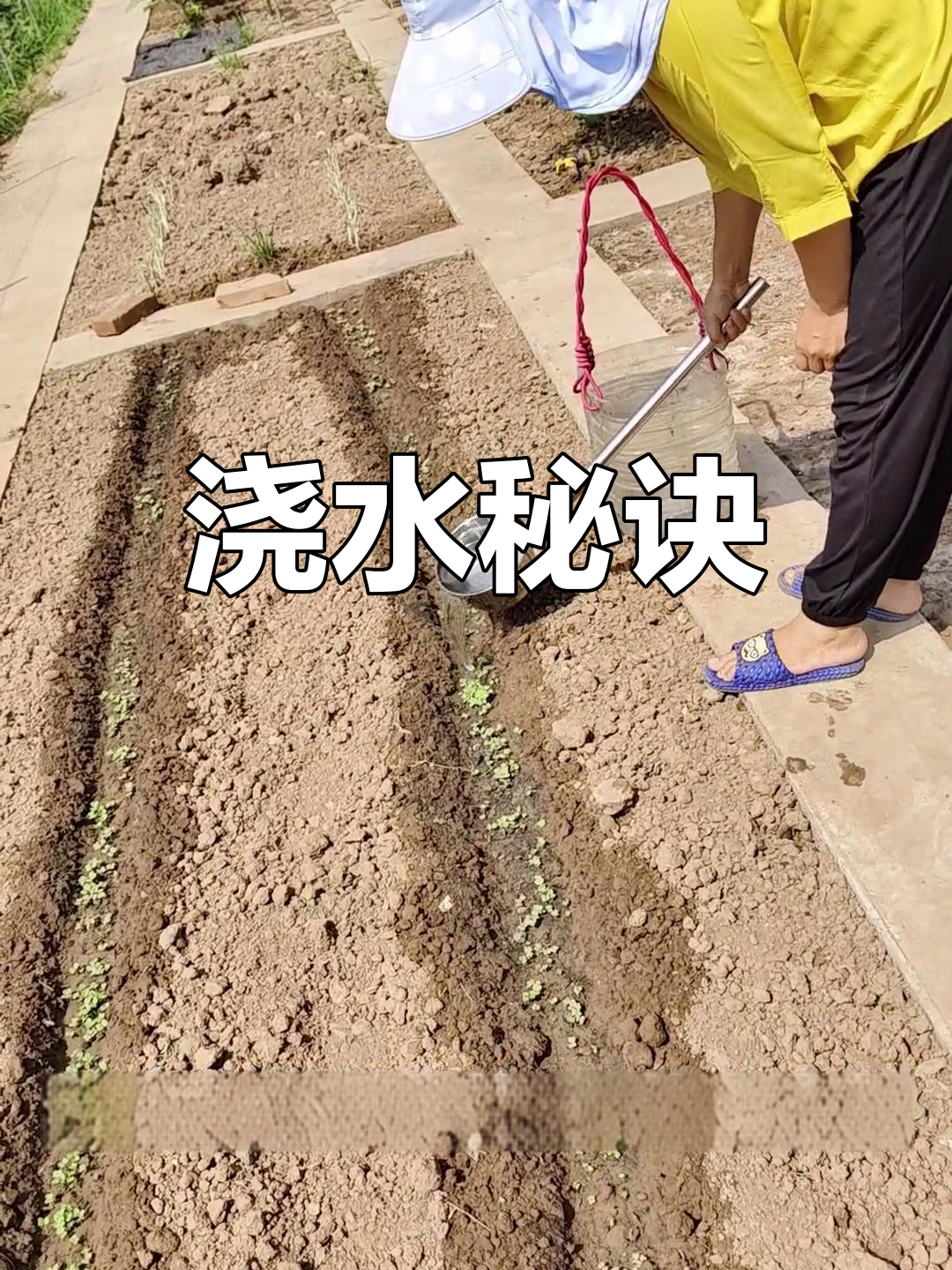 大白菜浇水有诀窍,三水后真叶长出,幼苗期顺利度过