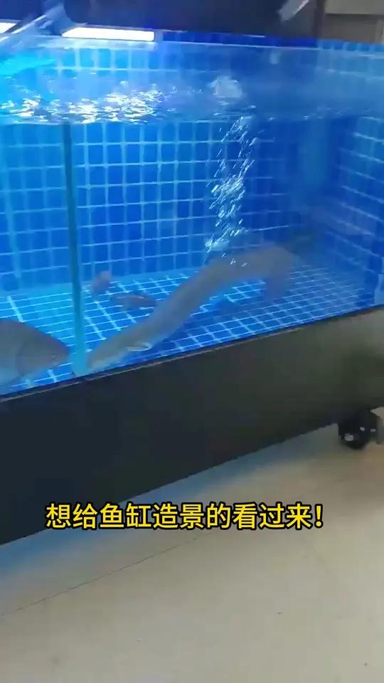给鱼缸换个海底世界，超美龙鱼背景贴纸来啦！想让鱼缸更美观？试试这款底部贴纸！鱼缸里的大自然