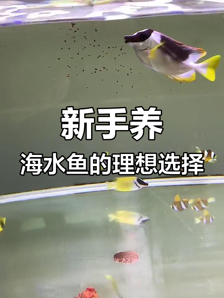 狐狸鱼:适合新手的海水工具鱼,珊瑚缸必备!
