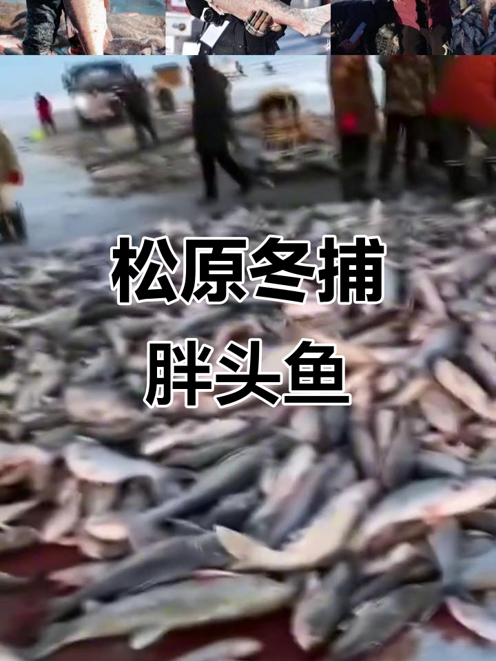 查干湖冬捕大揭秘:8-9斤胖头鱼跃出冰面,传统渔猎震撼来袭