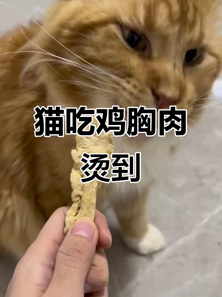 猫咪吃鸡胸肉烫嘴，表情超搞笑