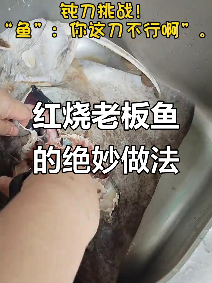 钝刀挑战做红烧老板鱼,竟然这么香!家常做法大揭秘