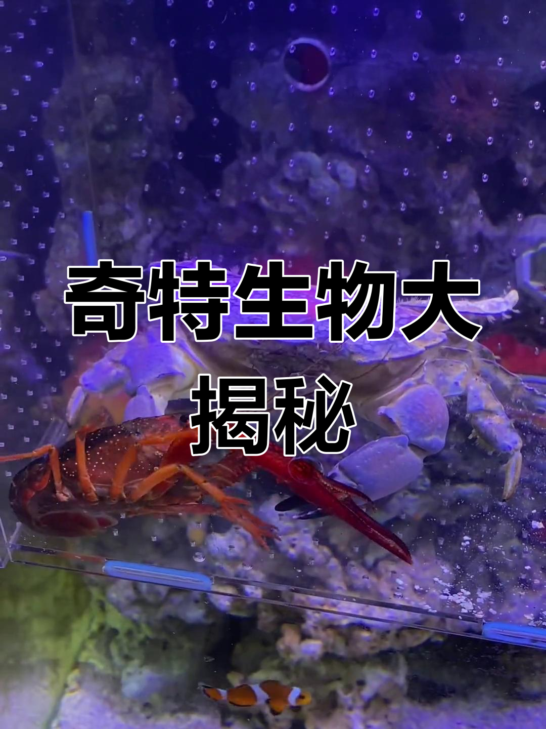 螃蟹竟爱吃虾线,河豚养了多年竟然有50厘米!