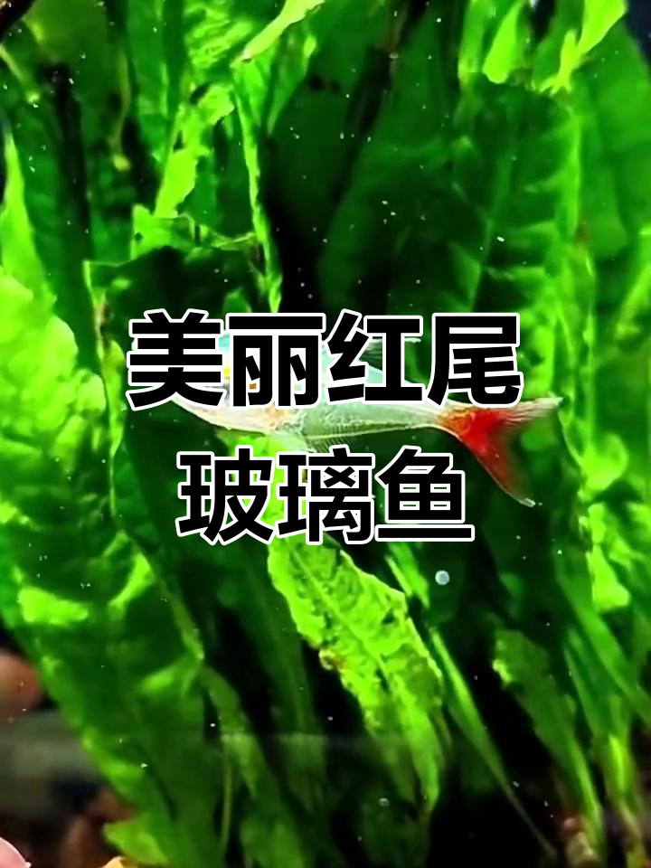 红尾玻璃鱼:透明身躯与鲜艳尾巴的完美结合