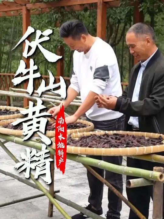 藏在伏牛山脉深处的“仙人余粮”,是在南阳内乡才有的独特品种。现挖的鸡头精,历经九蒸九晒,古