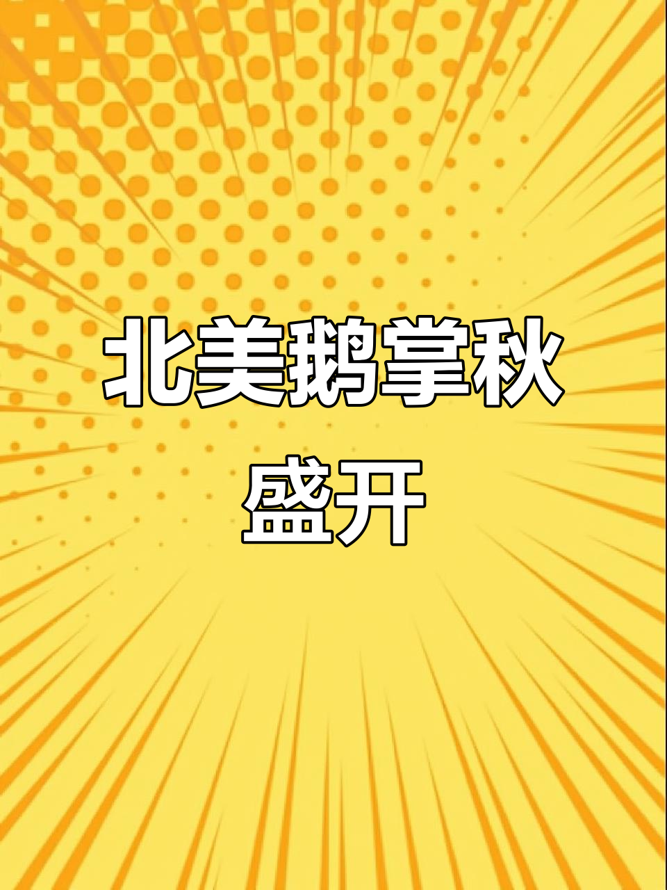 北美鹅掌秋花开,国家植物园珍稀花卉展