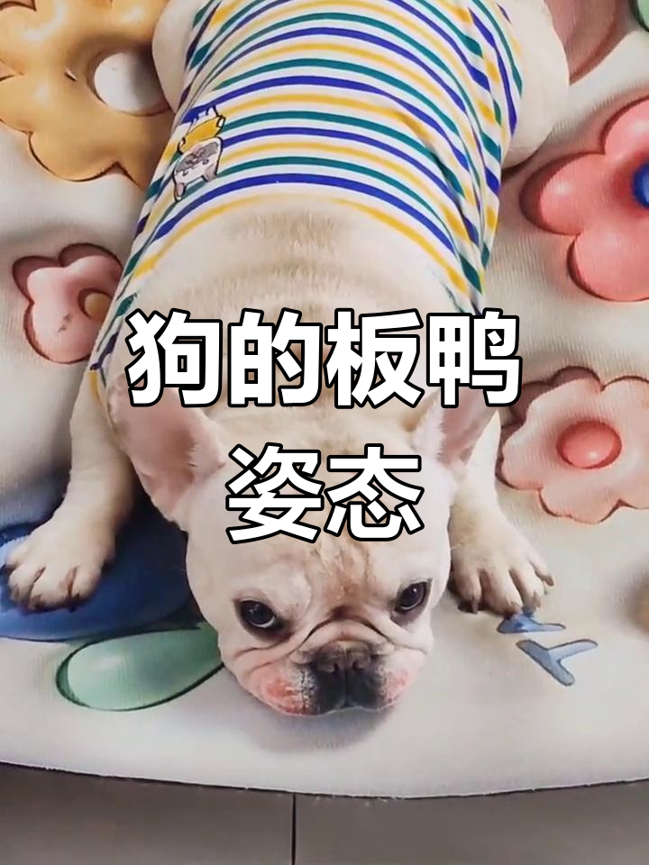 什么是板鸭趴?狗狗放松时的独特姿势