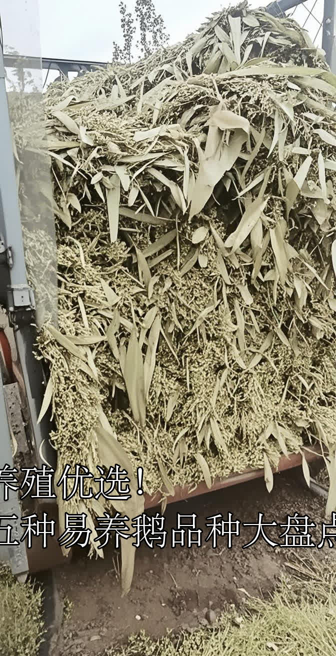 养殖优选!五种易养鹅品种大盘点