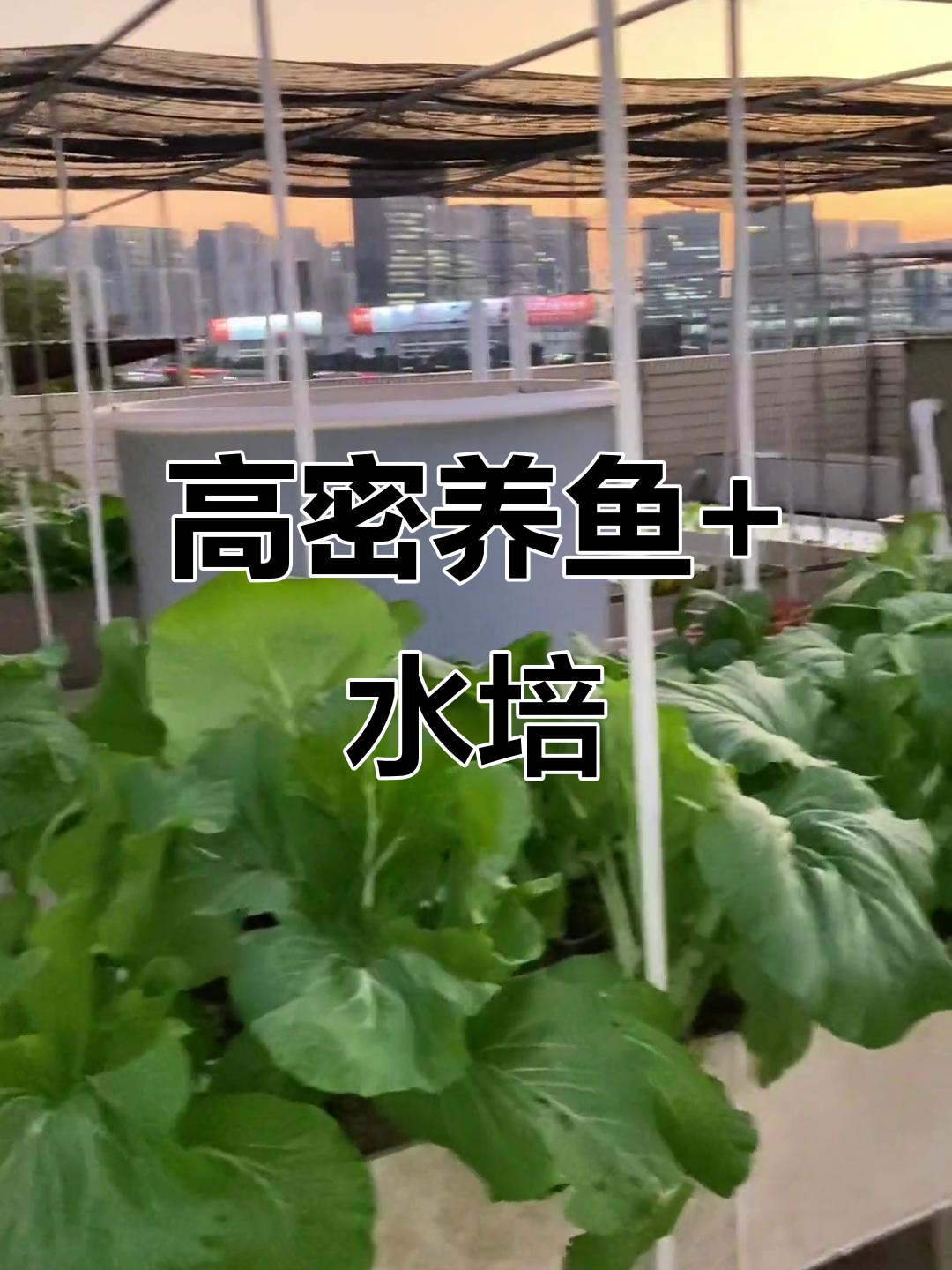 鱼菜共生:高密度养殖与无土栽培的完美结合