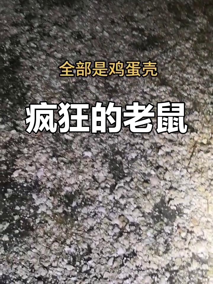 这老鼠太猖狂,偷吃鸡蛋还乱丢蛋壳,真是气得不行!