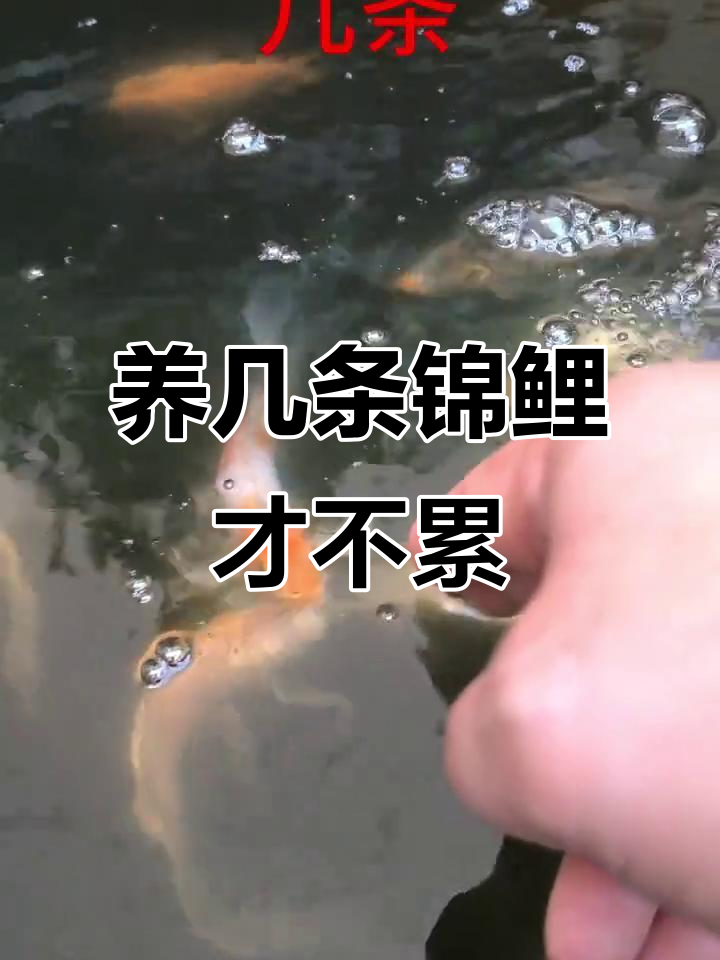鱼缸养多少条锦鲤最合适?水质、滤材全揭秘