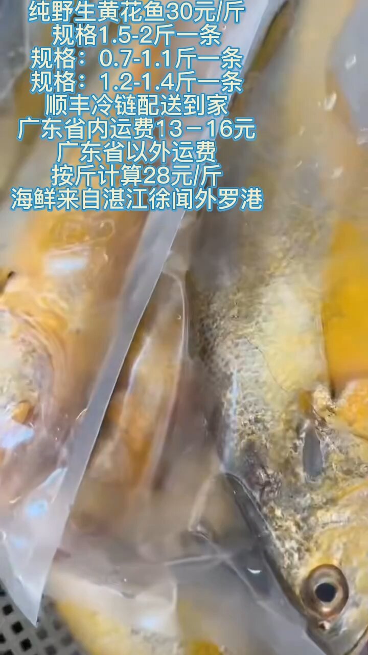 纯野生黄花鱼30元/斤