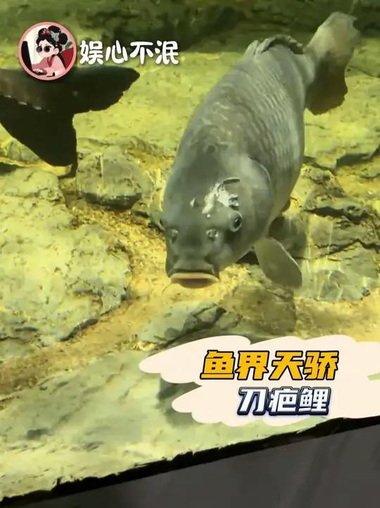 没想过一条鱼可以这么像小说男主 刀疤鲤 鲤鱼 江湖