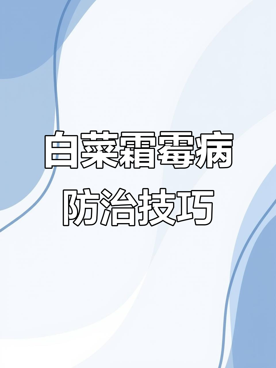 白菜霜霉病防治全攻略:三大用药方案与注意事项