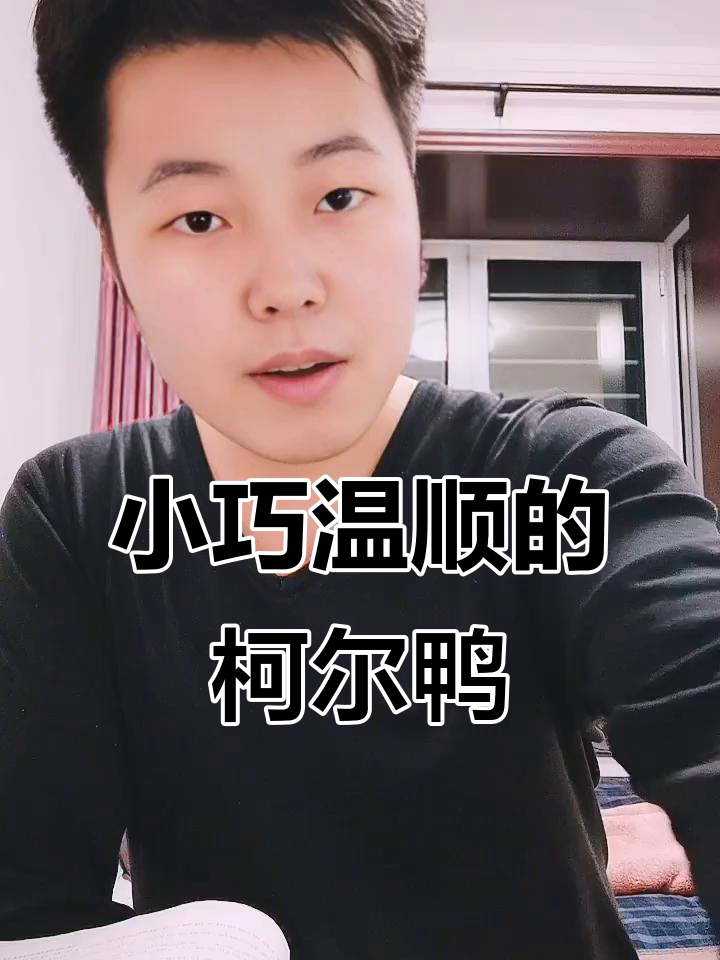 柯尔鸭:可爱宠物,价格亲民