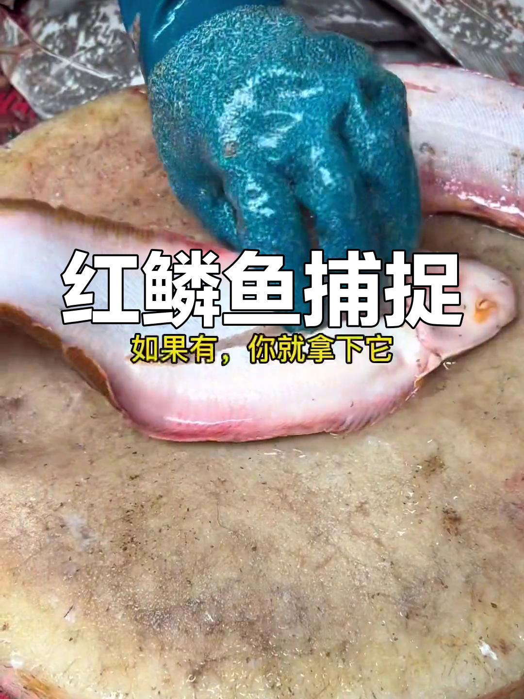 农村计划2021:活红鳞鱼捕捞