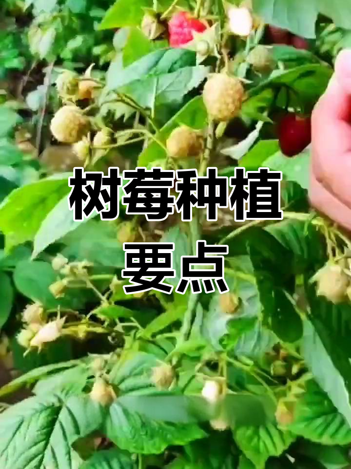 树莓种植全攻略:土壤、水分、养分与温度要求