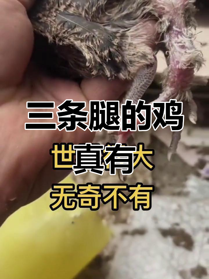 你见过三条腿的鸡吗?这可不是开玩笑!