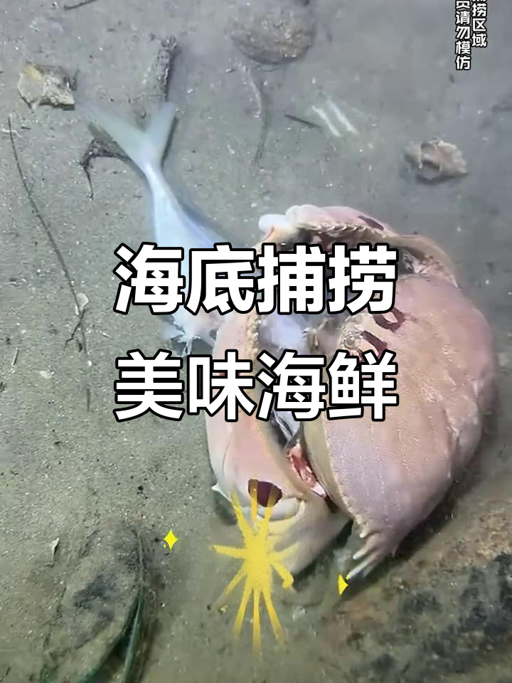 渔民海底赶海,抓面包蟹和小龙虾等海鲜大丰收