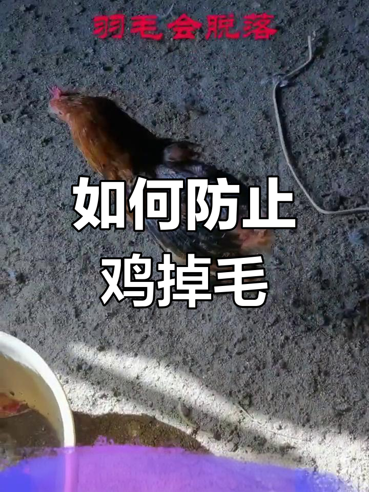 鸡掉毛的原因与预防措施