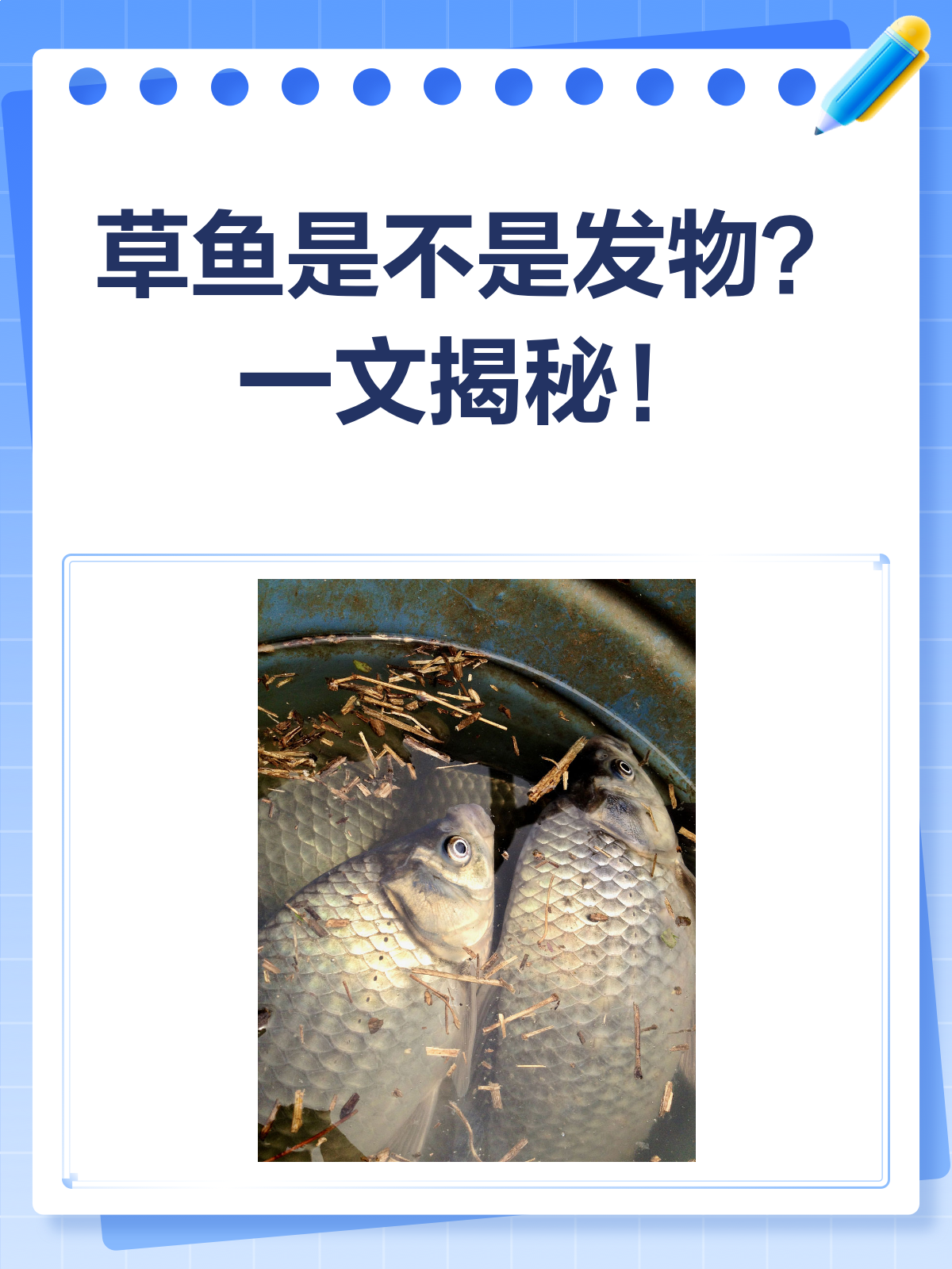 草鱼到底是不是发物?一文给你讲清楚!