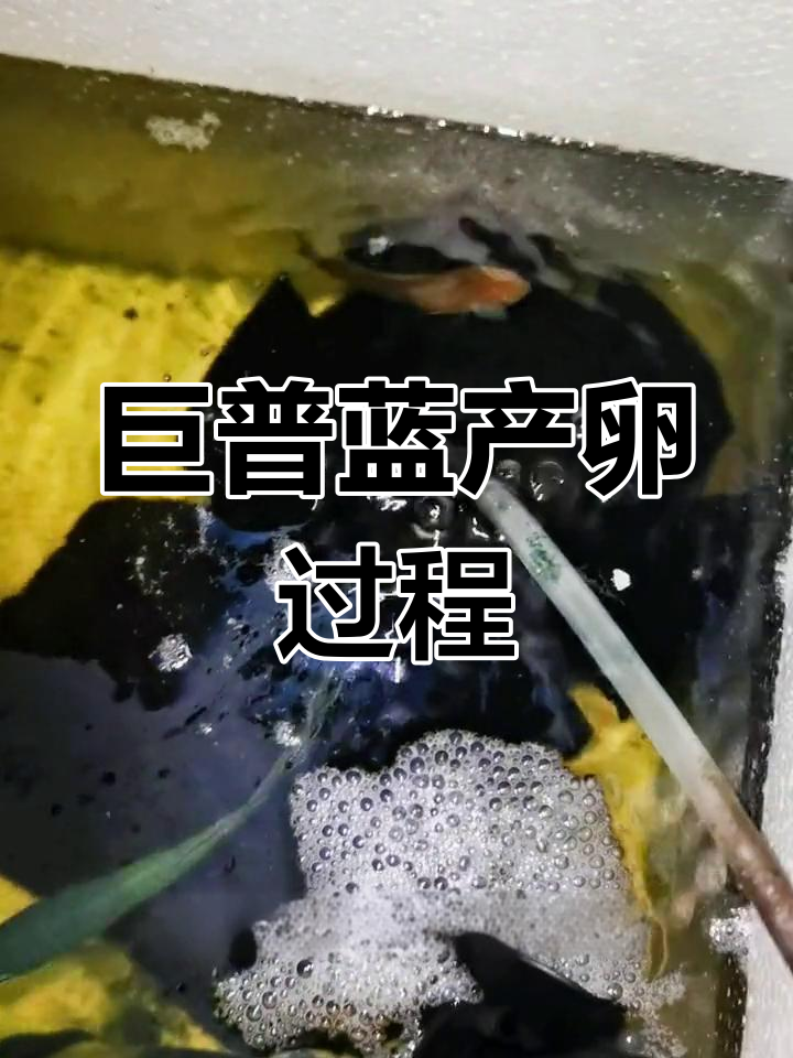巨普蓝斗鱼繁殖技术,冬季加温技巧