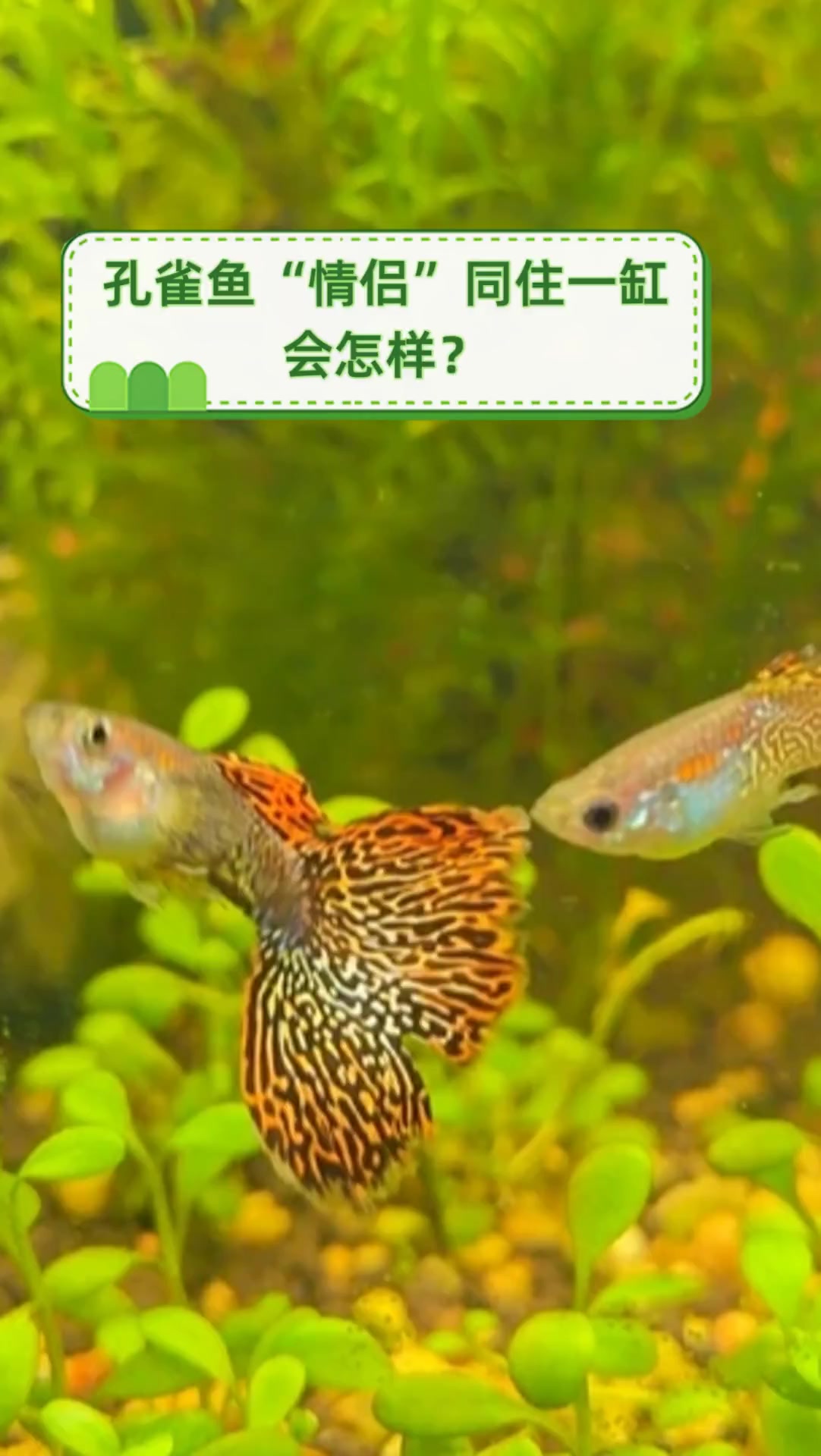 孔雀鱼“情侣”同住一缸,会怎样?
